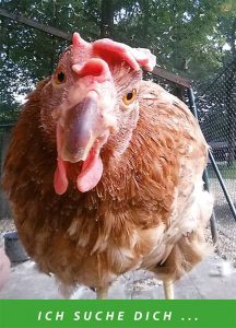 Hühnerrettung helfen - Adoption Huhn
