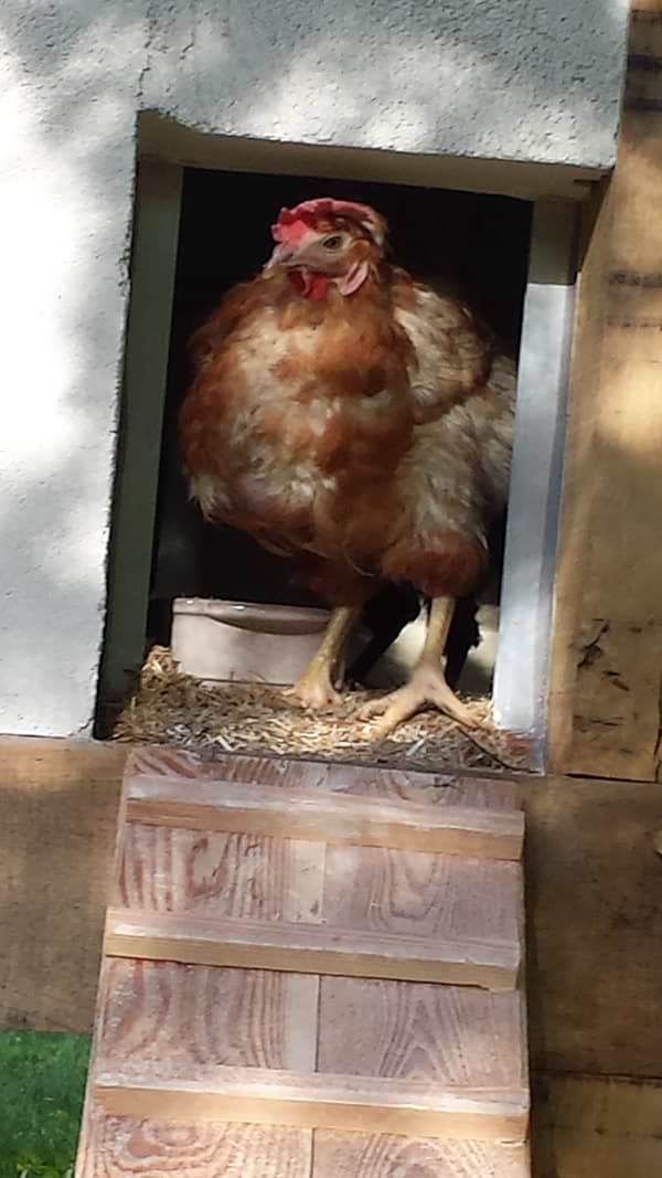 Hühnerhaltung - Wichtige Infos - Abbildung Huhn